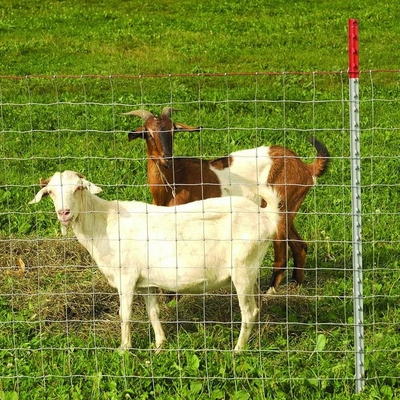 O fio da exploração agrícola da cabra dos cervos cerca o cerco da junção de Galvanized Wire Hinge